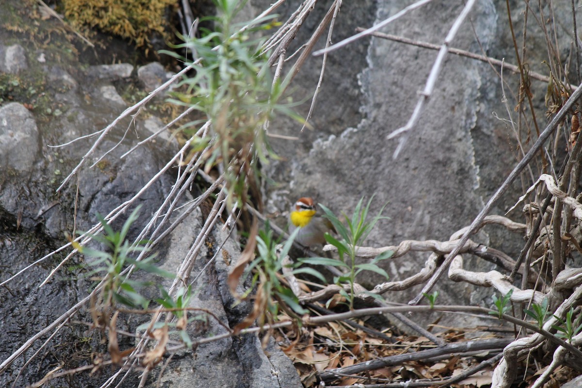 Rufous-capped Warbler - ML630201133