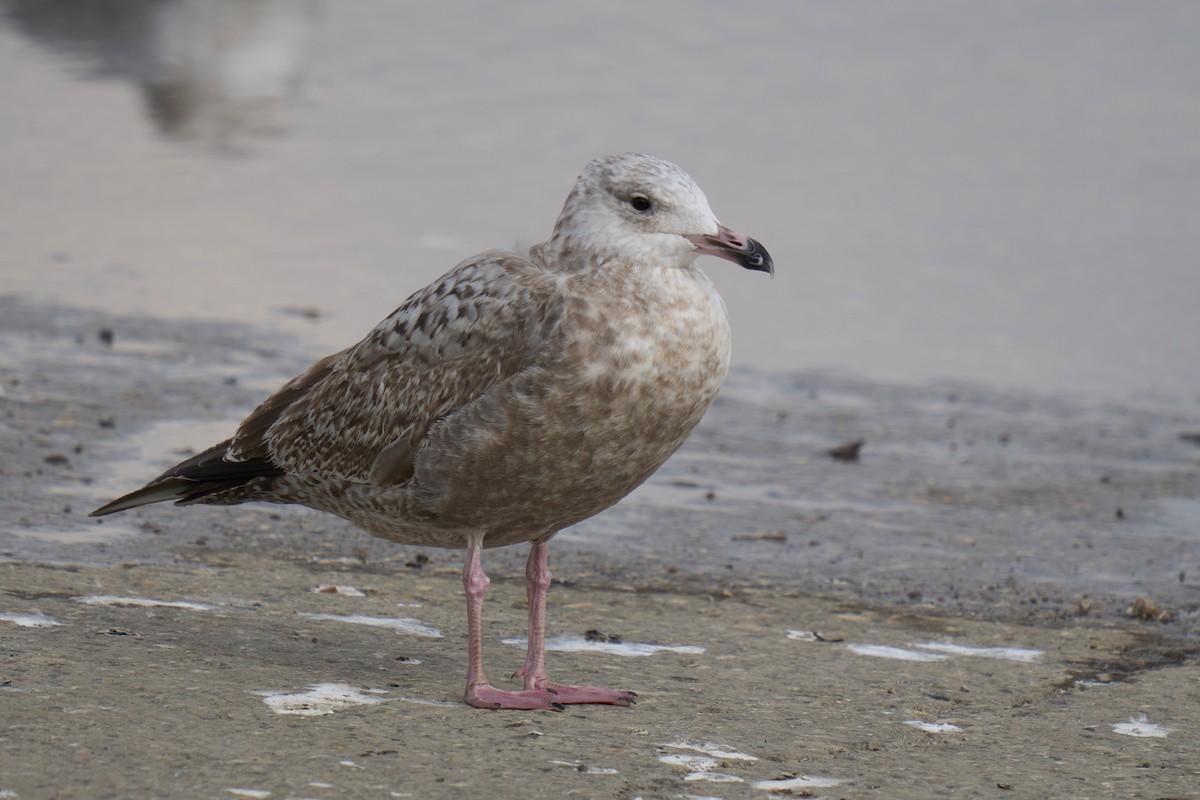 American Herring Gull - ML630201154