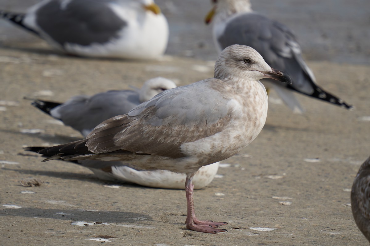 American Herring Gull - ML630201155