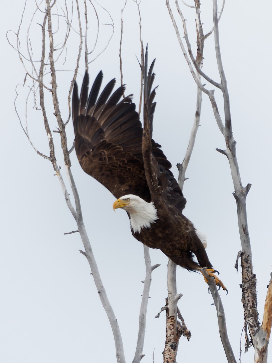 Bald Eagle - ML630201188