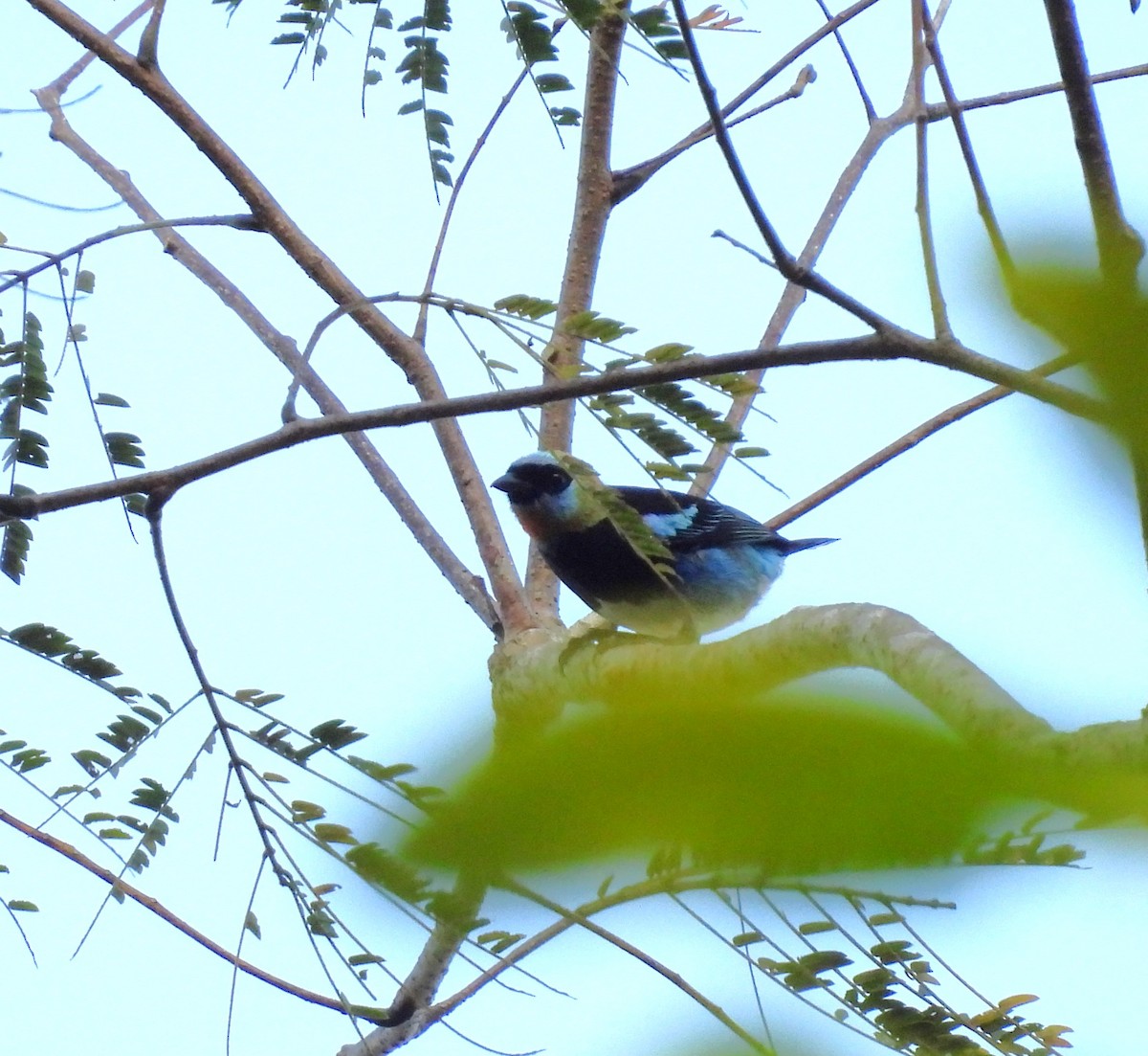 Tangara Cabecidorada - ML630201274