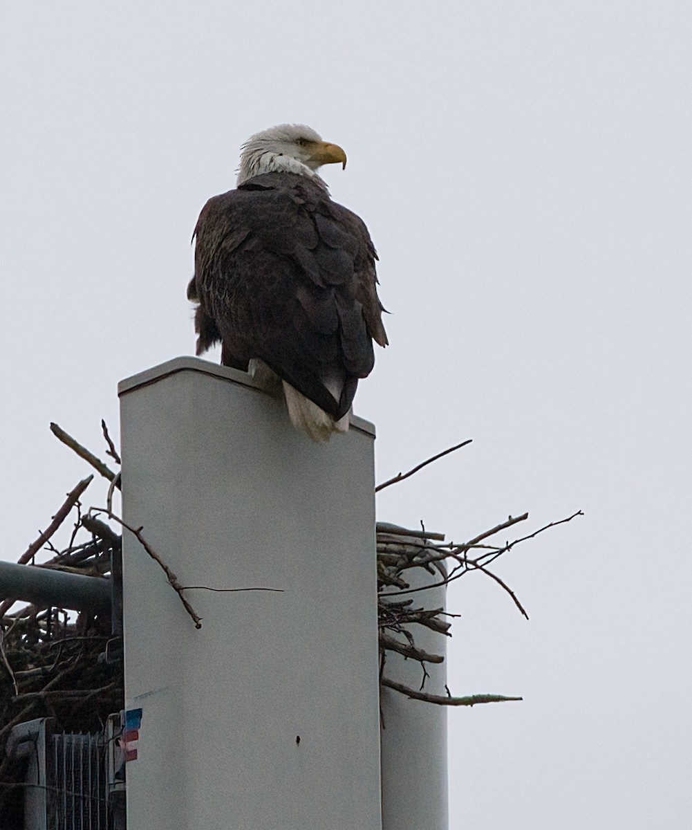 Bald Eagle - ML630201398