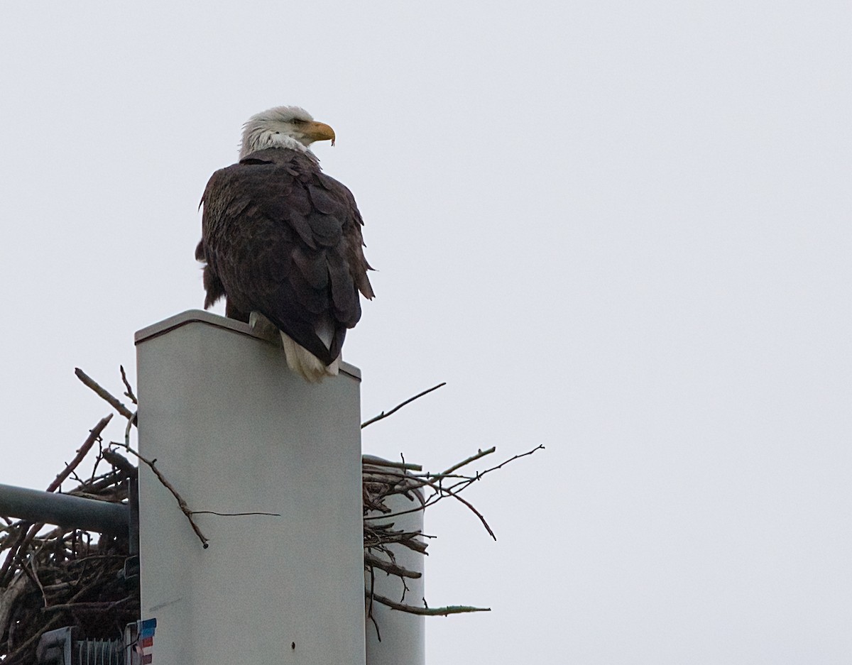 Bald Eagle - ML630201401