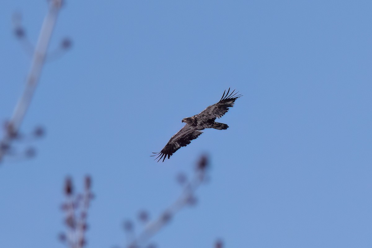 Bald Eagle - ML630201454