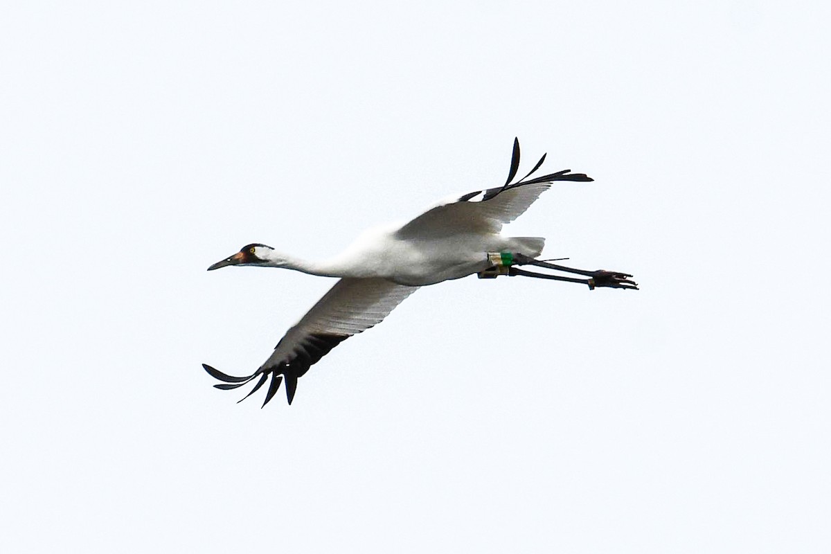 Whooping Crane - ML630202031