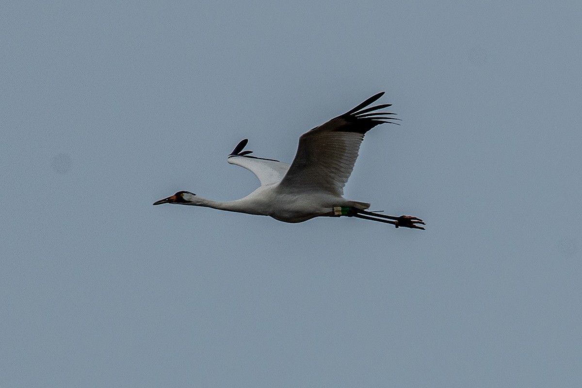 Whooping Crane - ML630202032