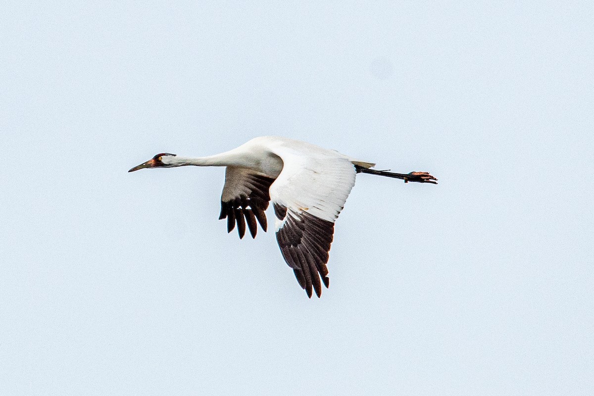 Whooping Crane - ML630202033