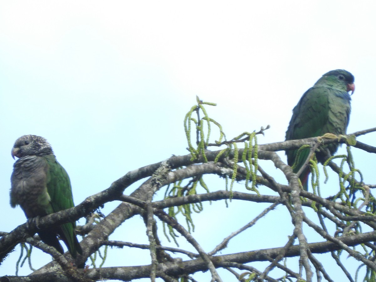 Speckle-faced Parrot (White-capped) - ML63020221