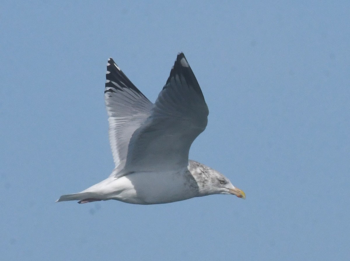 American Herring Gull - ML630202288