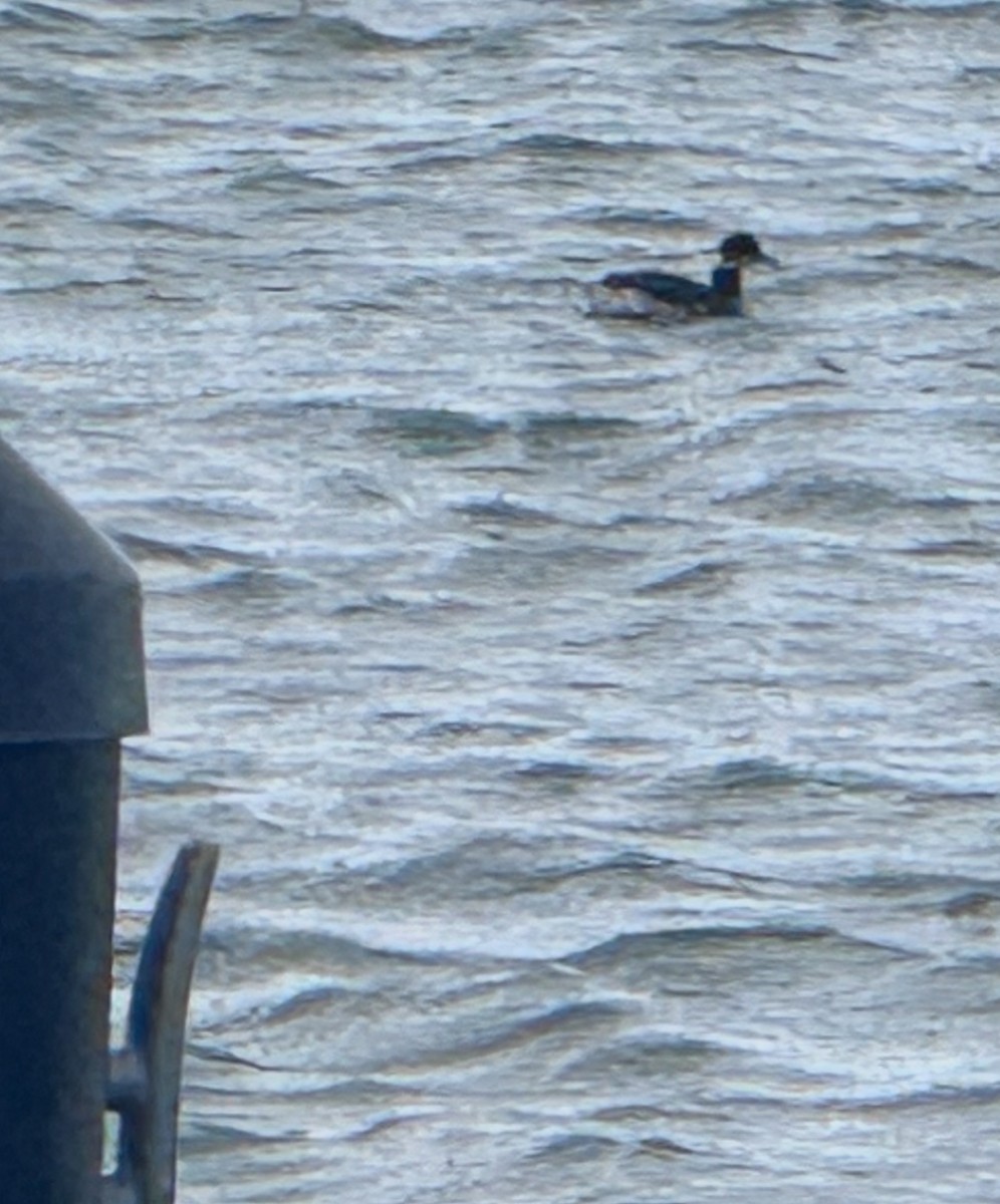 Eared Grebe - ML630202303