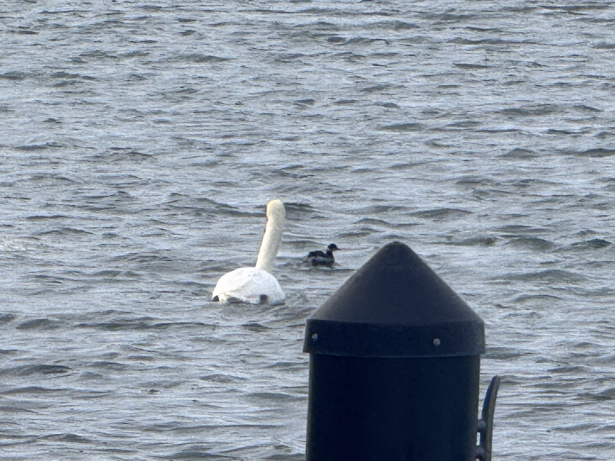 Eared Grebe - ML630202304