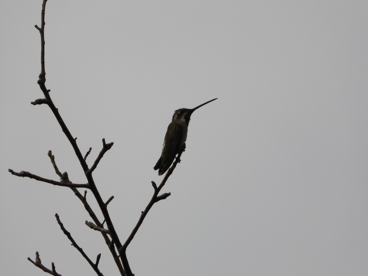 Plain-capped Starthroat - ML630202715