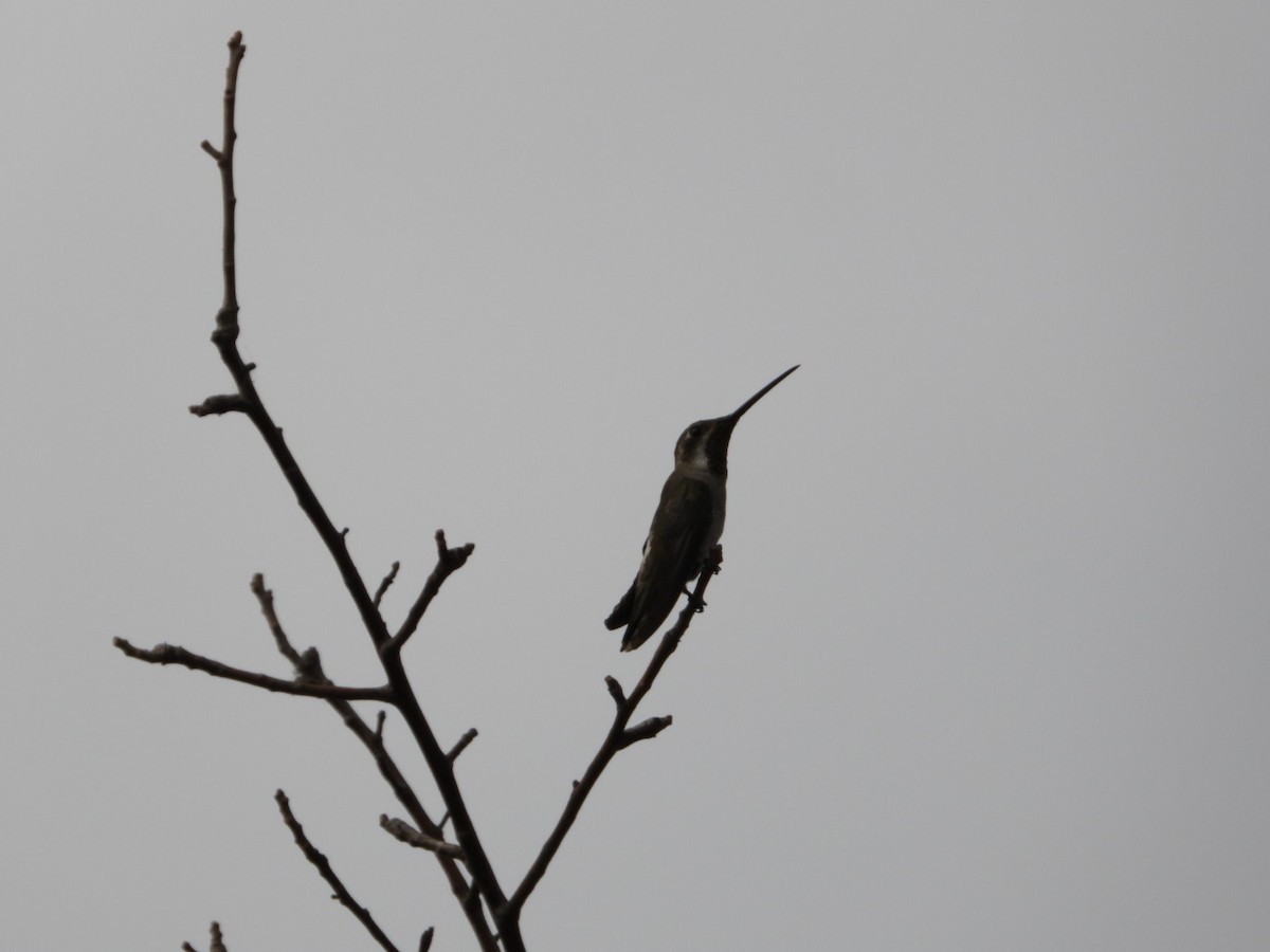 Plain-capped Starthroat - ML630202716