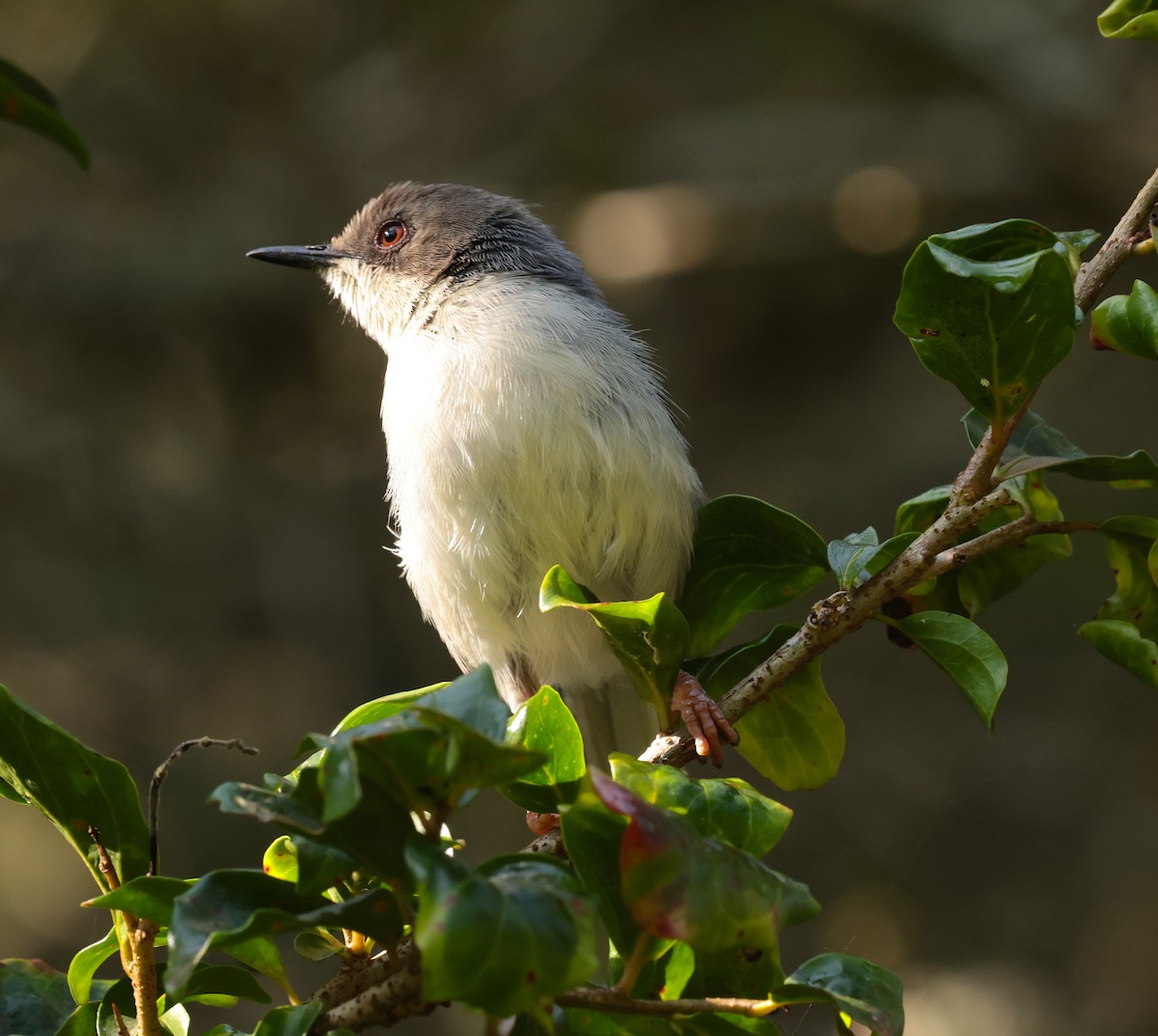 Gray Apalis - ML630202842