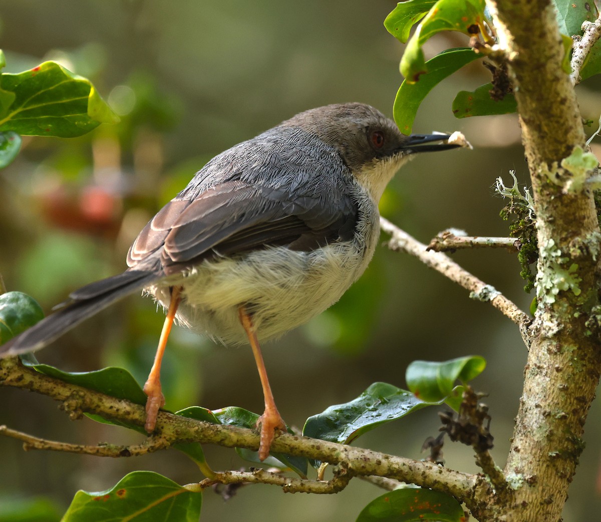 Gray Apalis - ML630202843