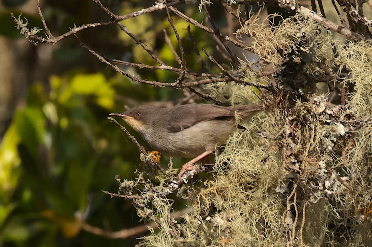 Chestnut-throated Apalis - ML630202849
