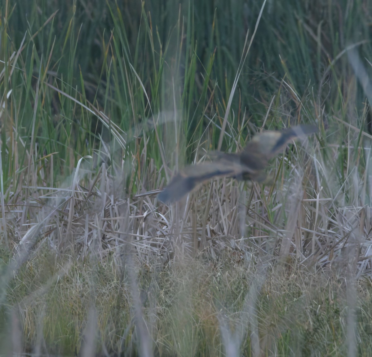 American Bittern - ML630202861