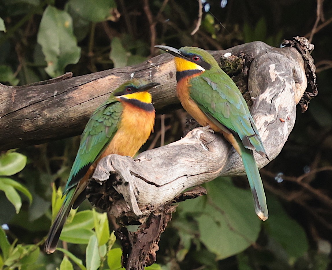 Cinnamon-chested Bee-eater - ML630202900