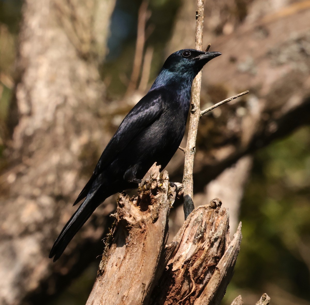 Waller's Starling - ML630202936