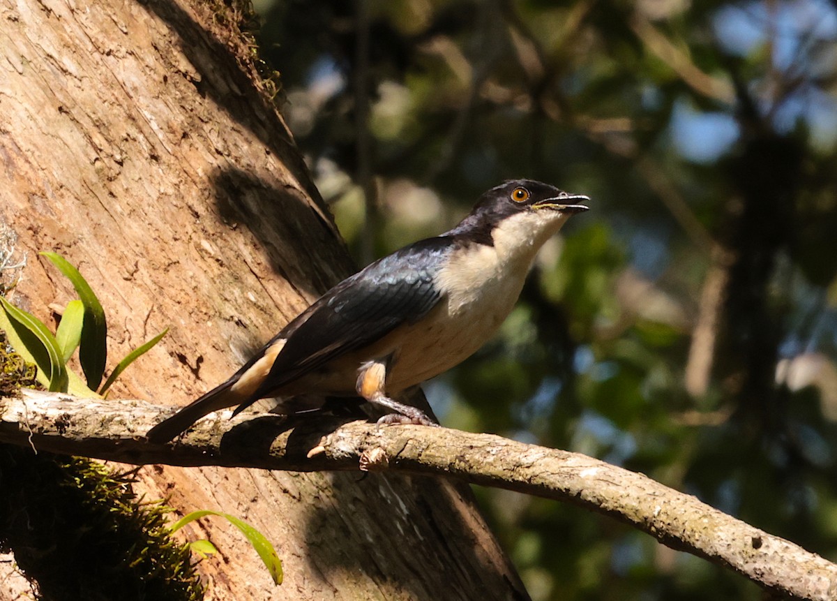 Sharpe's Starling - ML630202949