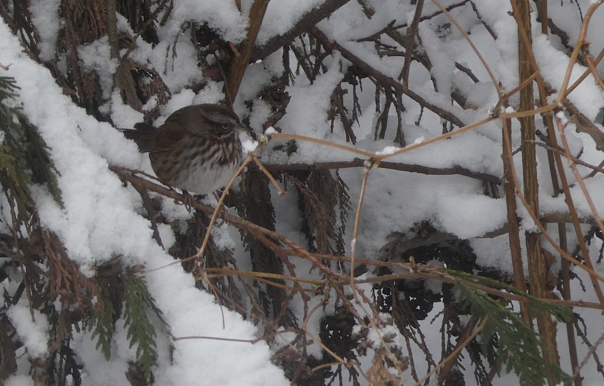 Chingolo Cantor - ML630203178