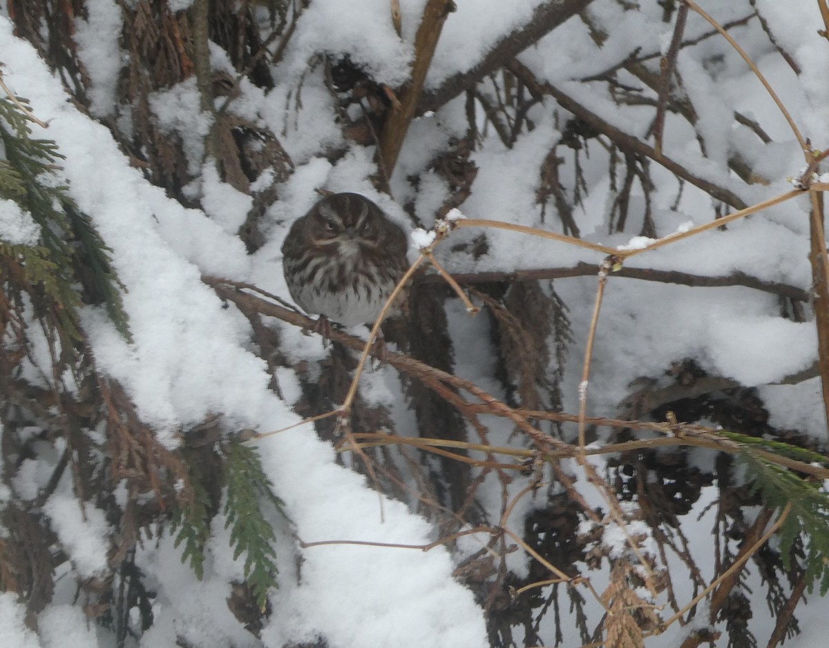 Chingolo Cantor - ML630203194