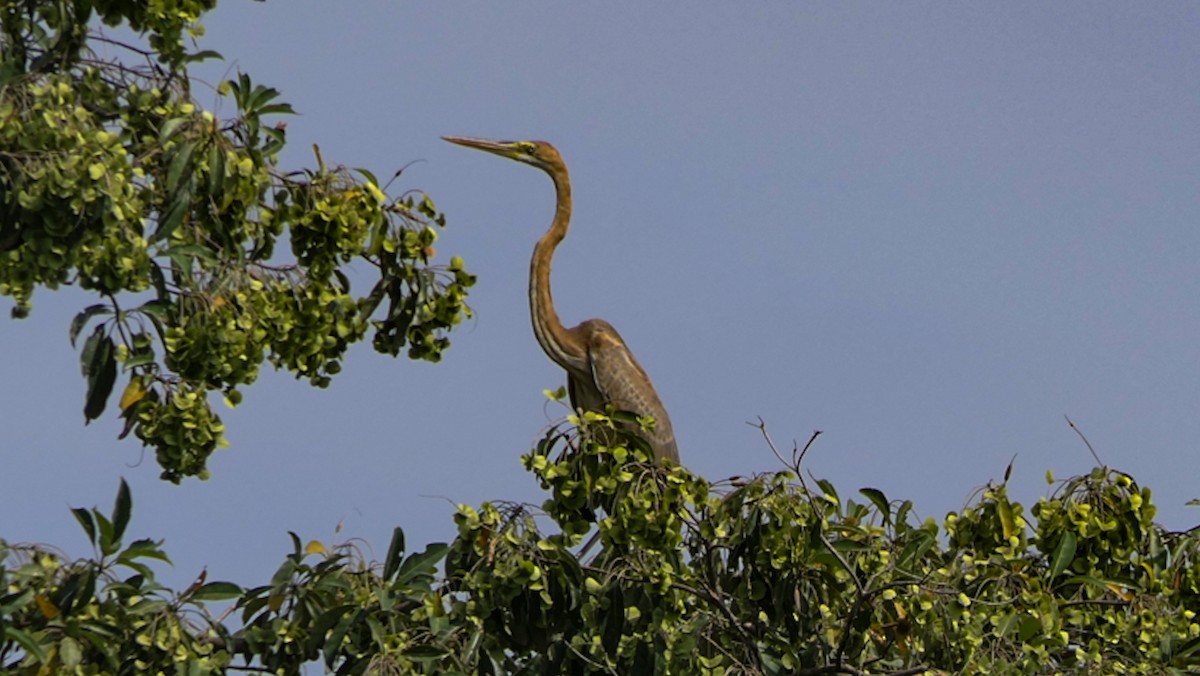 Purple Heron - ML630203261