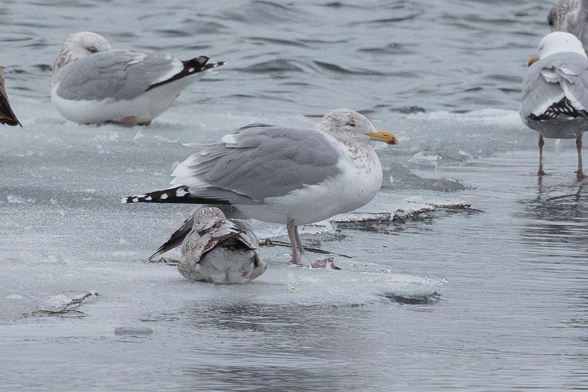 American Herring Gull - ML630203265