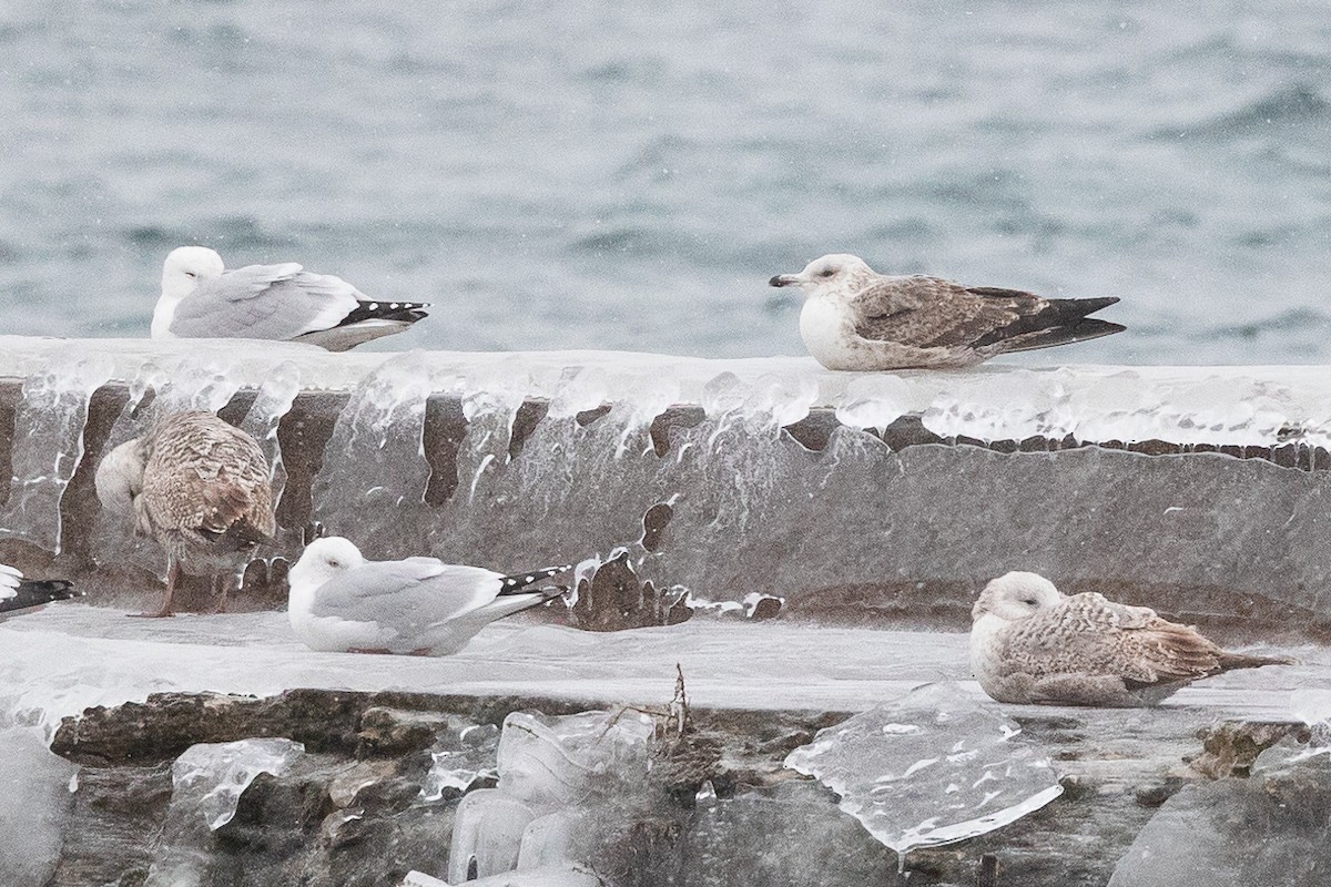 American Herring Gull - ML630203278