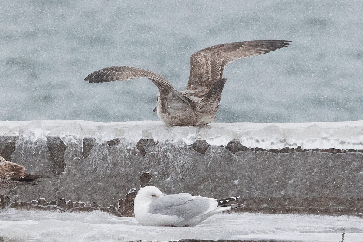 American Herring Gull - ML630203290