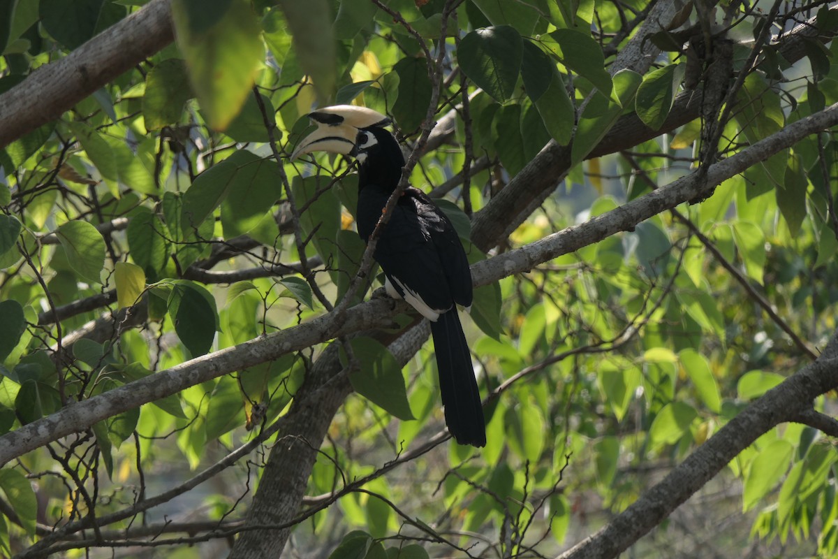Oriental Pied-Hornbill - ML630203327