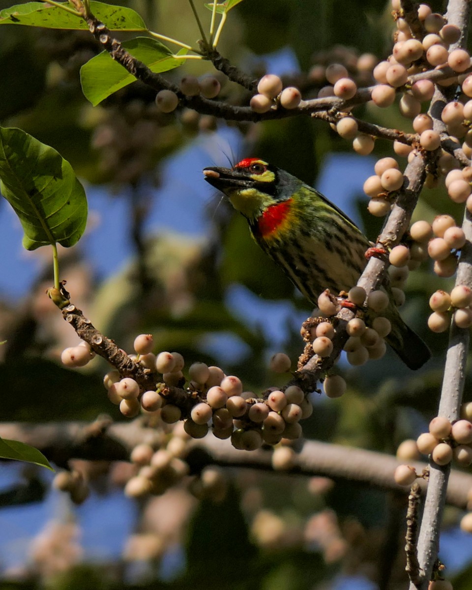 Coppersmith Barbet - ML630203371