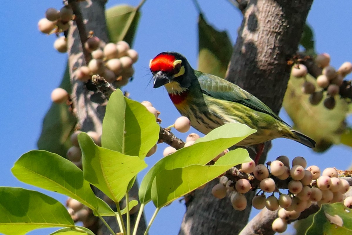 Coppersmith Barbet - ML630203383