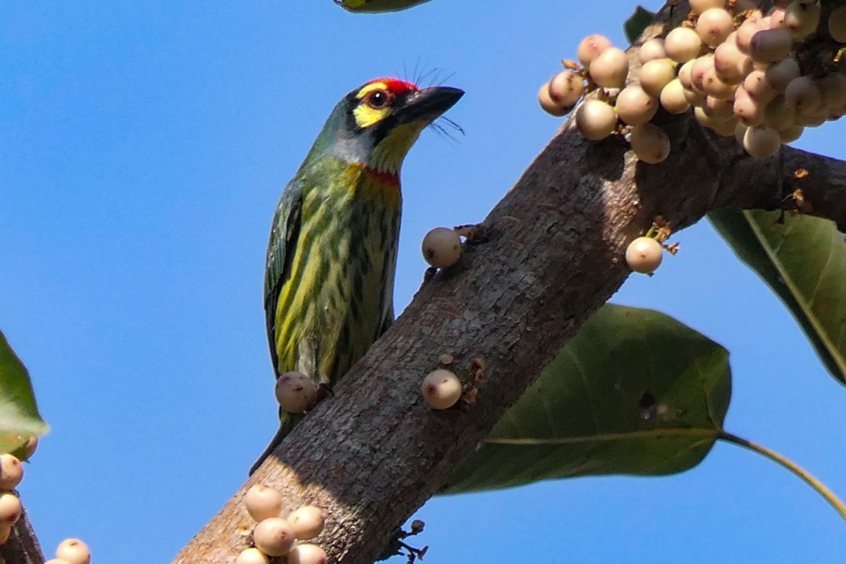 Coppersmith Barbet - ML630203398