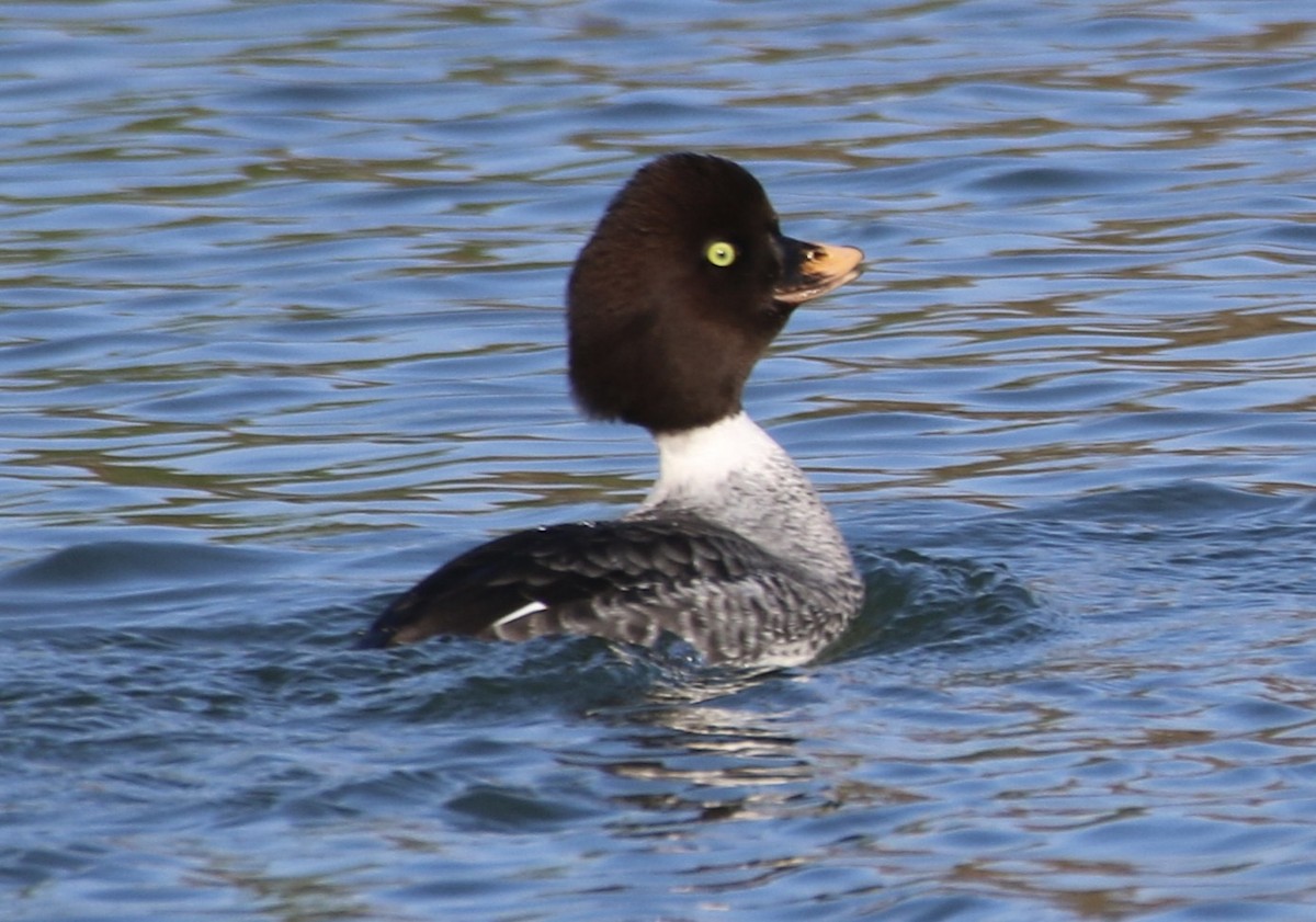 Barrow's Goldeneye - ML630203483