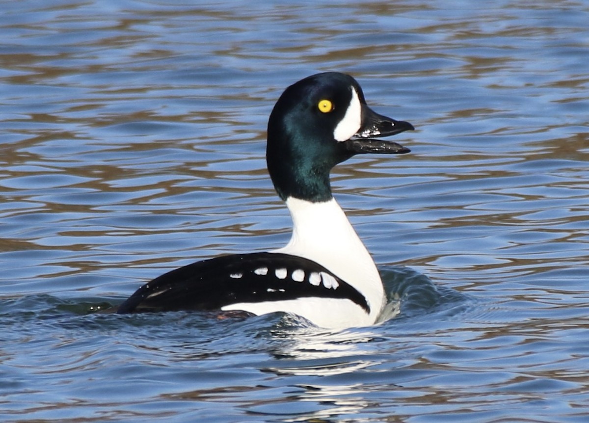 Barrow's Goldeneye - ML630203484