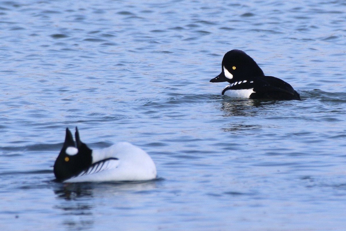 Barrow's Goldeneye - ML630203485