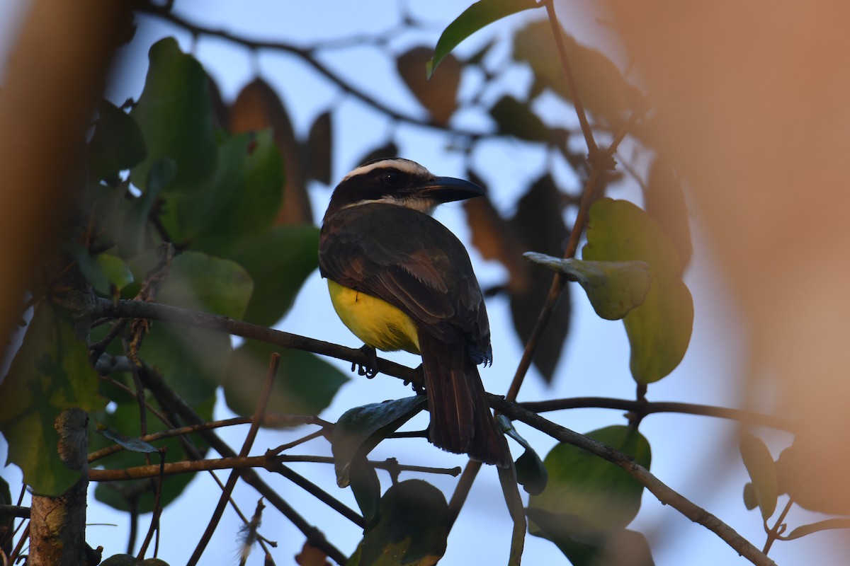 Boat-billed Flycatcher - ML630203598