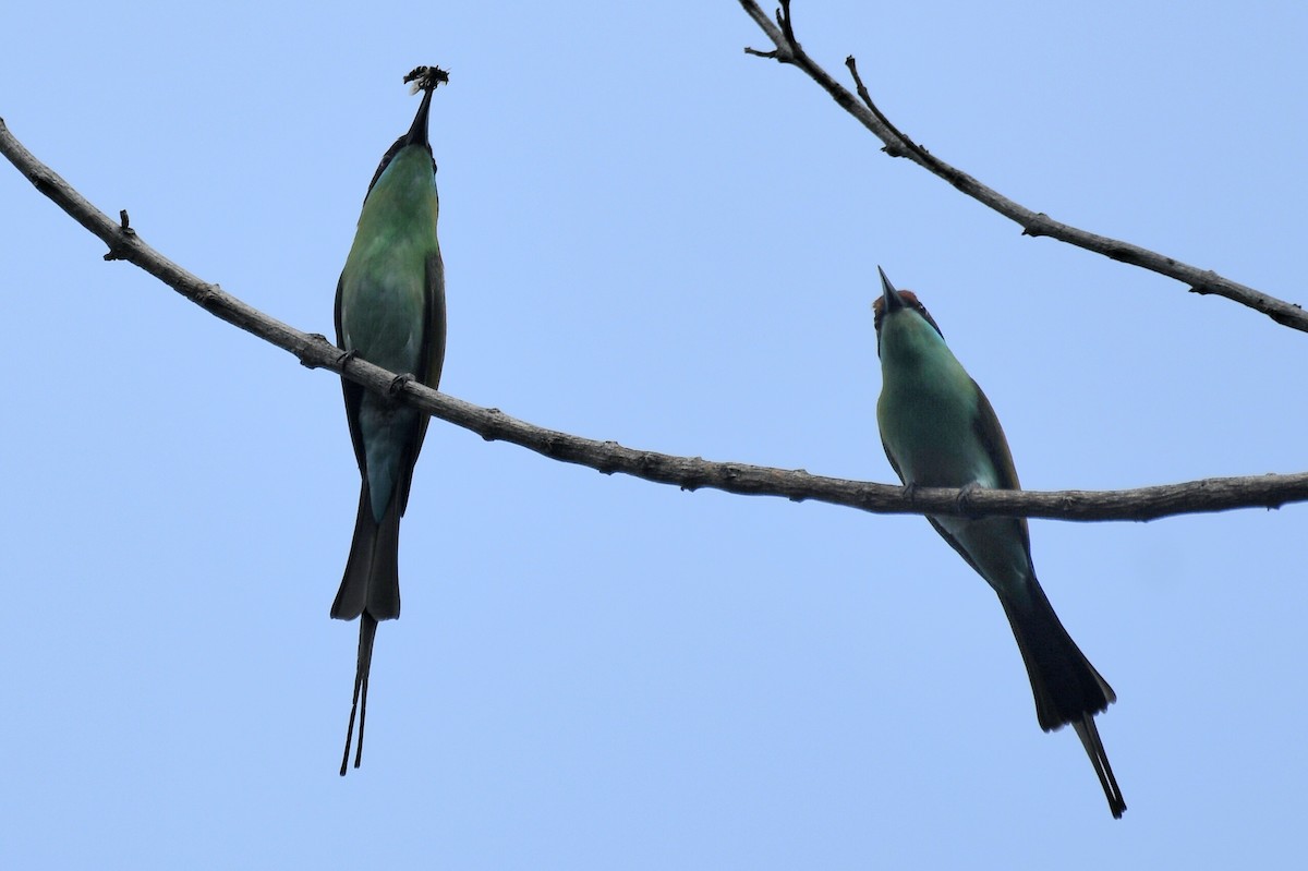 Rufous-crowned Bee-eater - ML630203650