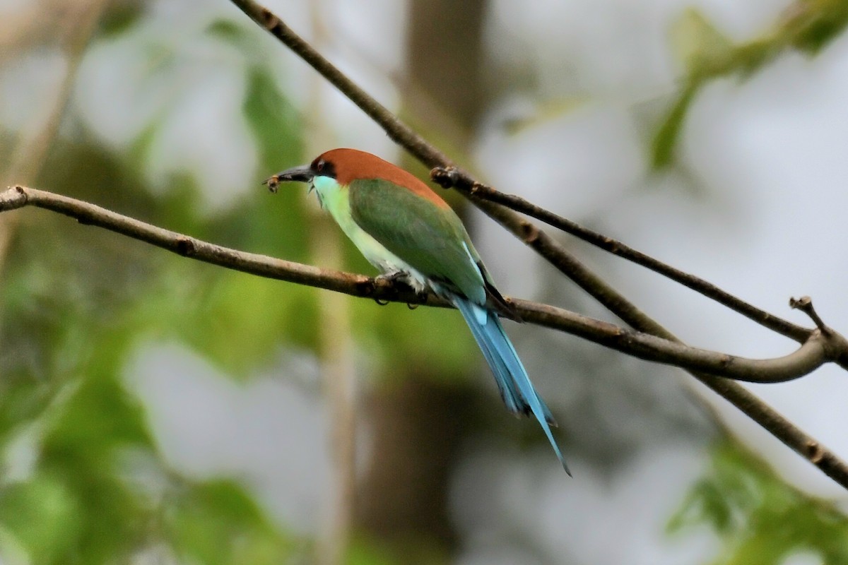 Rufous-crowned Bee-eater - ML630203651