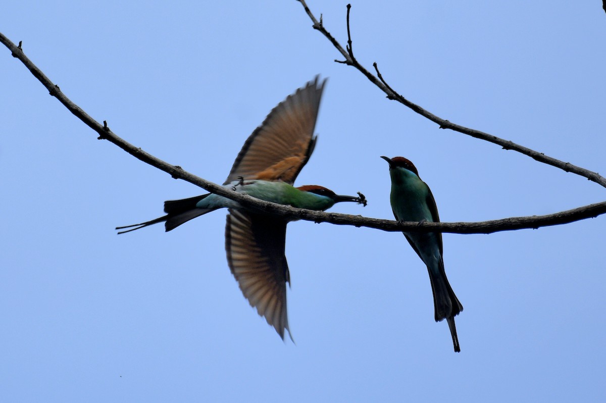 Rufous-crowned Bee-eater - ML630203653