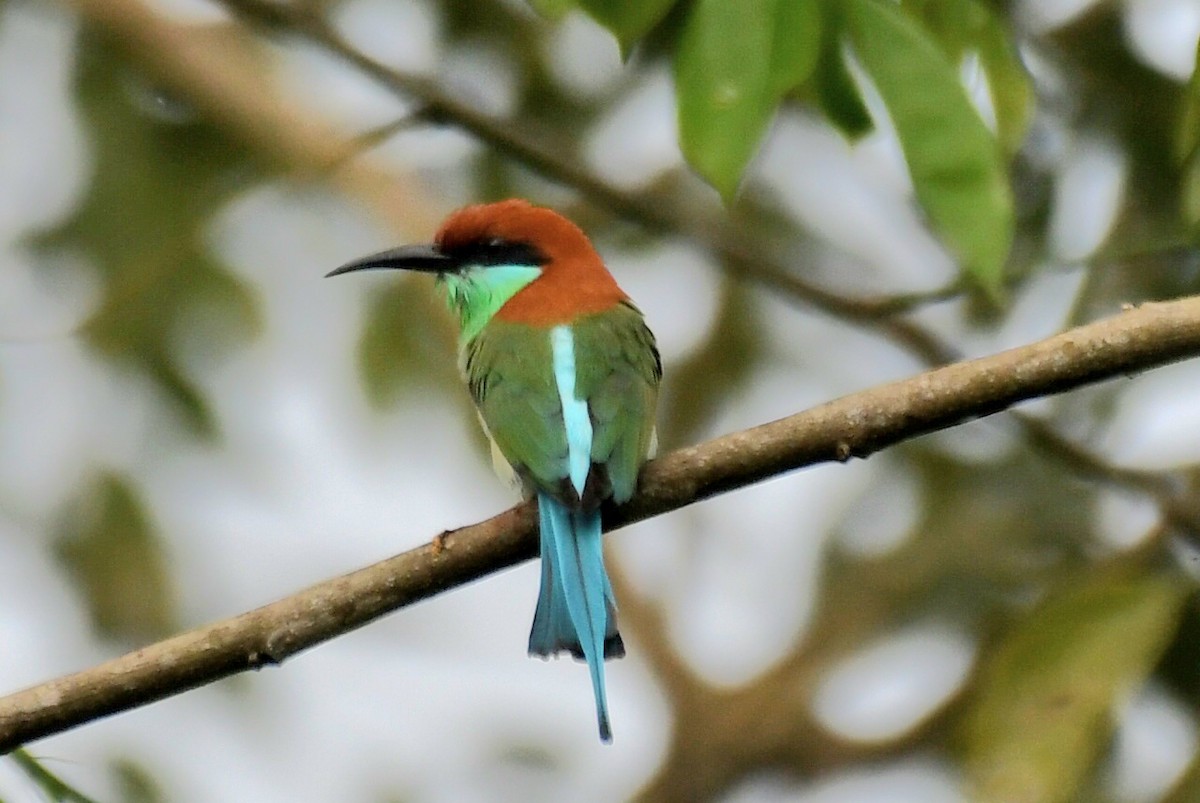 Rufous-crowned Bee-eater - ML630203674