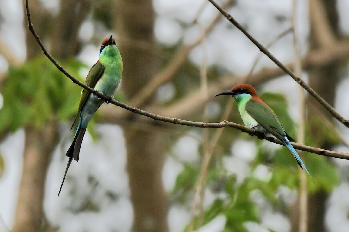 Rufous-crowned Bee-eater - ML630203675