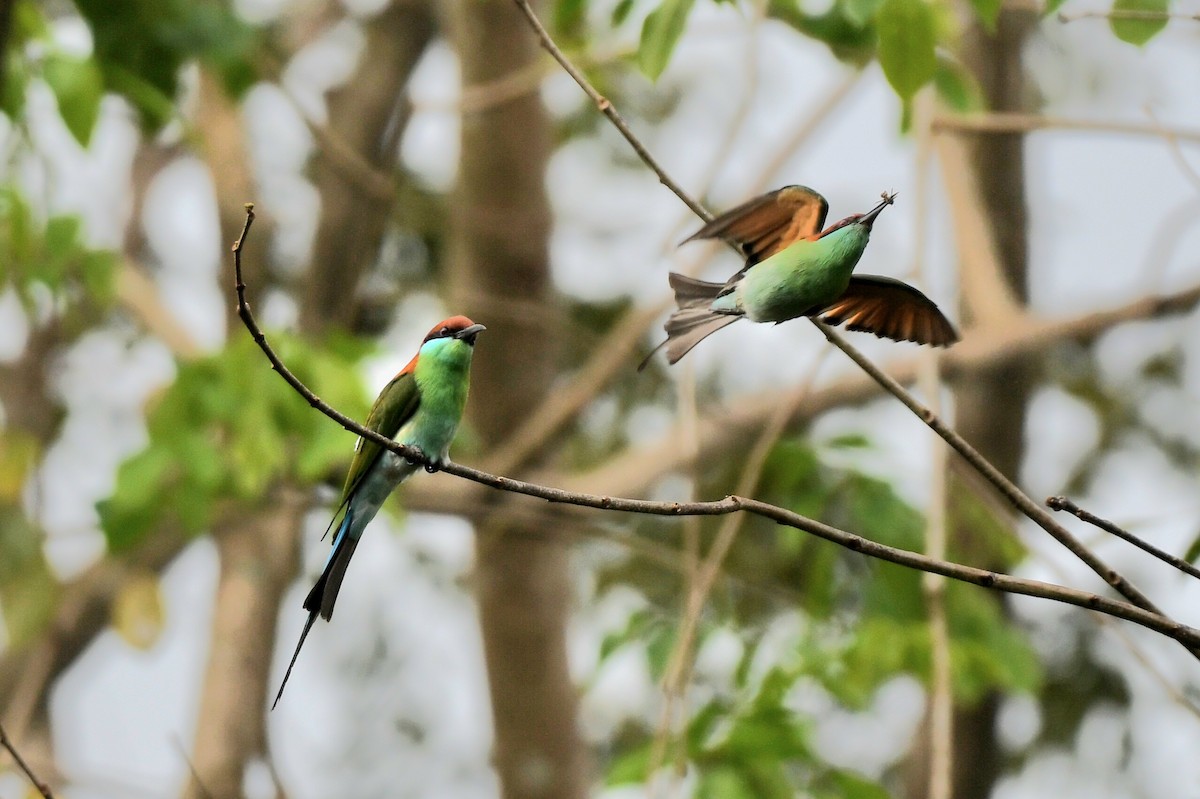 Rufous-crowned Bee-eater - ML630203676