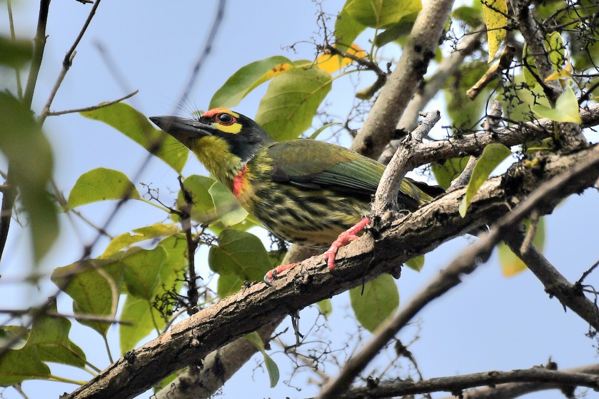 Coppersmith Barbet (Philippine Yellow-faced) - ML630203695