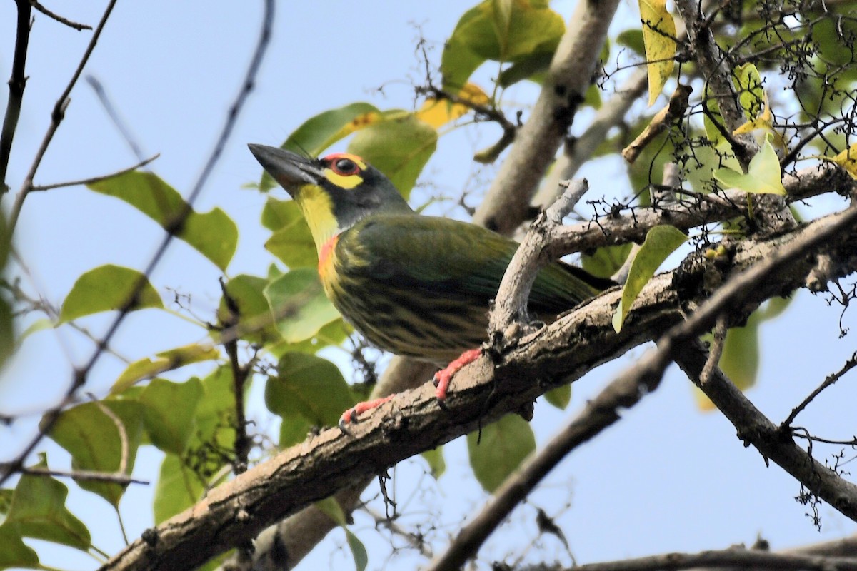 Coppersmith Barbet (Philippine Yellow-faced) - ML630203696