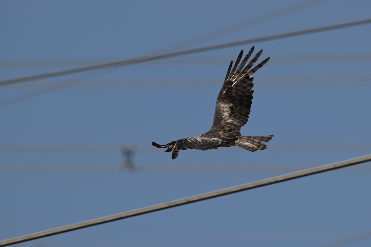 Square-tailed Kite - ML630203697