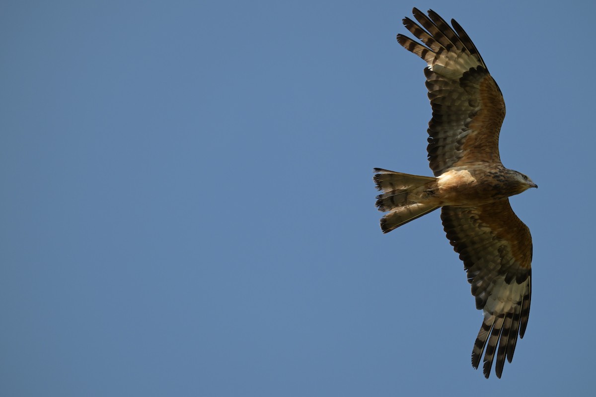 Square-tailed Kite - ML630203715