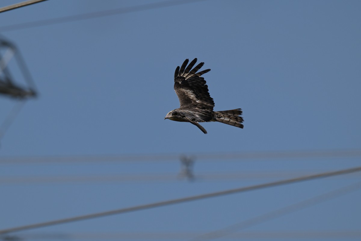 Square-tailed Kite - ML630203729