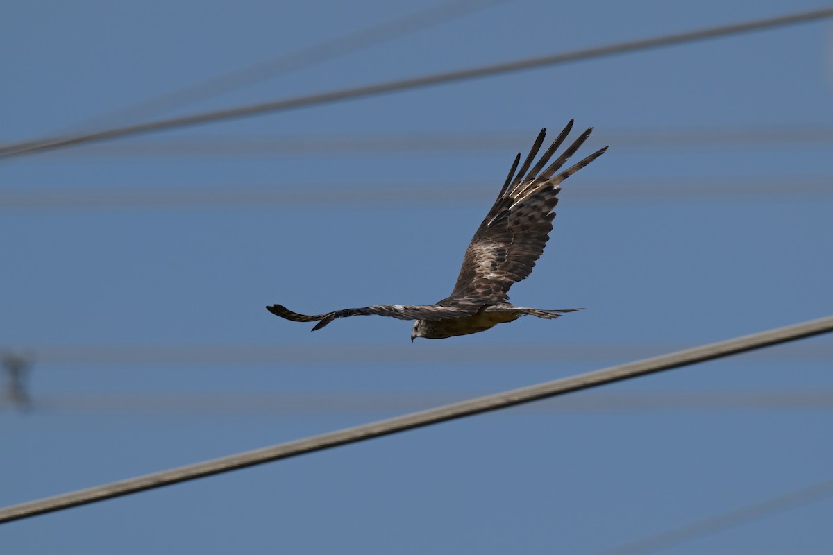 Square-tailed Kite - ML630203737